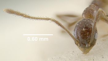 Media type: image;   Entomology 29034 Aspect: head frontal view
